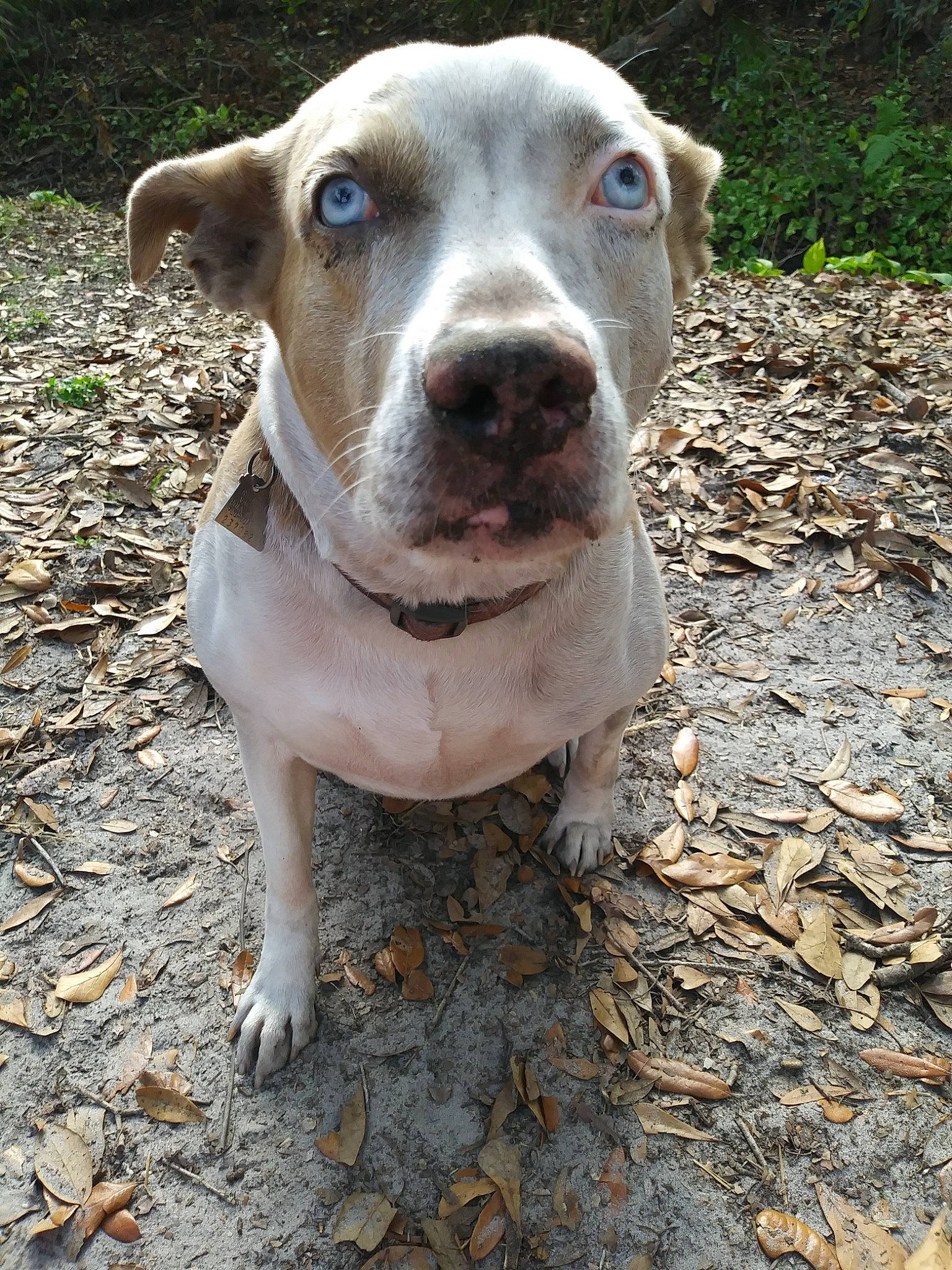 Lily Mae joined the competition — help win amazing prizes! canidae, carnivore, collar, companion_dog, dog, dog_breed, dog_collar, fawn, grass, hunting_dog, non_sporting_group, soil, sporting_group, terrestrial_animal, whiskers, working_animal, working_dog