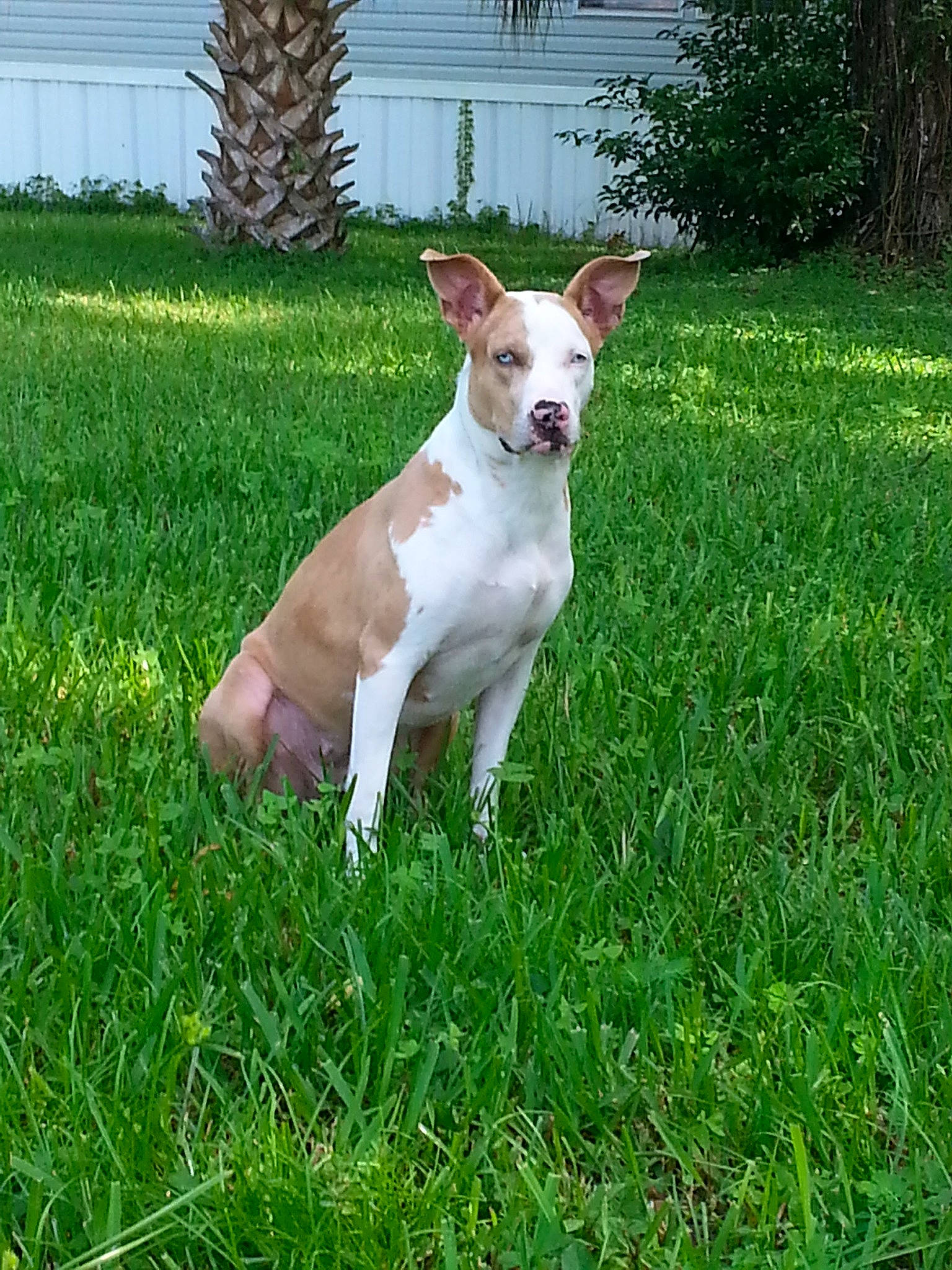 Lily Mae joined the competition — help win amazing prizes! canidae, carnivore, collar, companion_dog, dog, dog_breed, dog_supply, fawn, fence, grass, groundcover, non_sporting_group, plant, snout, sporting_group, tail, terrestrial_animal, terrier, whiskers, working_animal