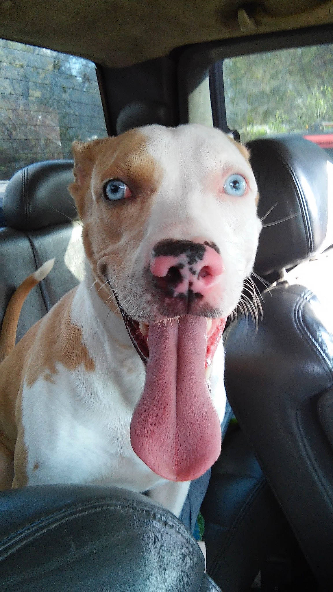 Lily Mae is registered to the contest to win money with this photo: canidae, car, carnivore, collar, companion_dog, dog, dog_breed, dog_collar, ear, fawn, fur, leash, liver, pit_bull, puppy, selfie, snout, sporting_group, whiskers, working_animal