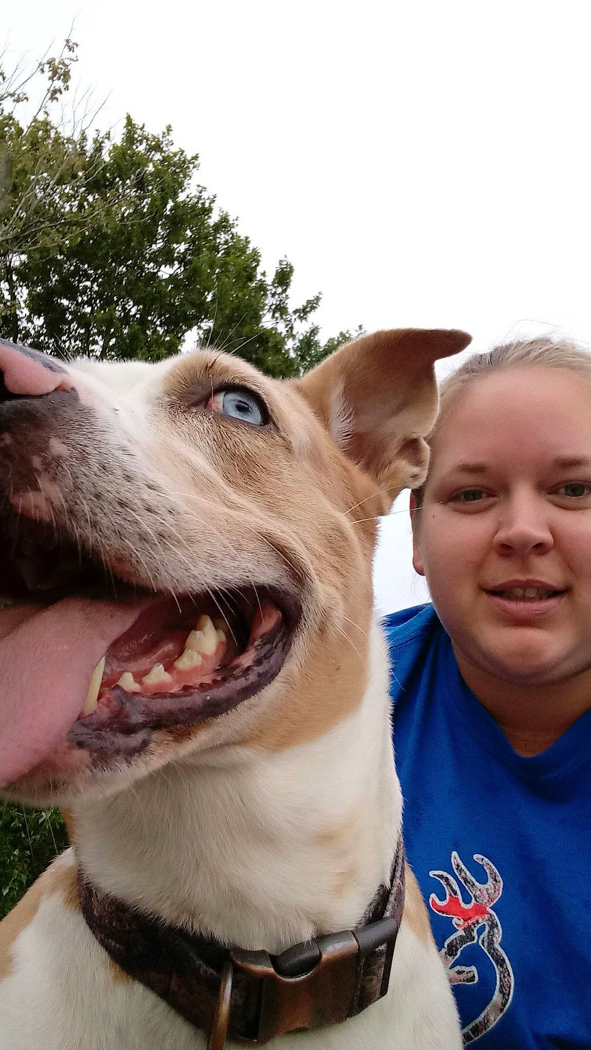 Lily Mae is registered to the contest to win money with this photo: canidae, carnivore, collar, companion_dog, dog, dog_breed, dog_collar, ear, fawn, gesture, happy, jaw, leash, sky, smile, snout, sporting_group, tree, whiskers, working_animal