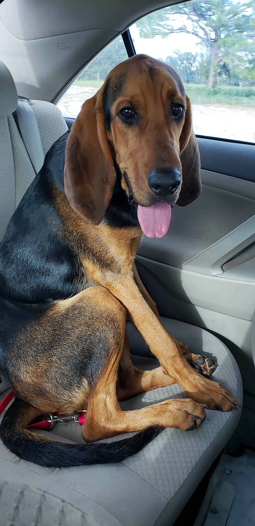 Hank joined the competition — help win amazing prizes! car, car_seat, carnivore, companion_dog, dog, dog_breed, dog_supply, door, fawn, hound, liver, metal, pet_supply, snout, sporting_group, street_fashion, vehicle, vehicle_door, windshield, working_animal