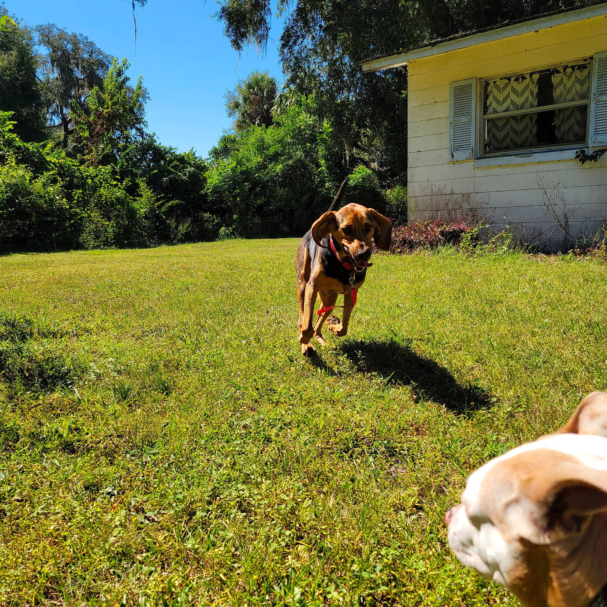 Hank joined the competition — help win amazing prizes! carnivore, companion_dog, dog, dog_breed, fawn, grass, grass_family, green, groundcover, house, lawn, meadow, people_in_nature, plant, sky, tail, tree, vertebrate, window, working_animal