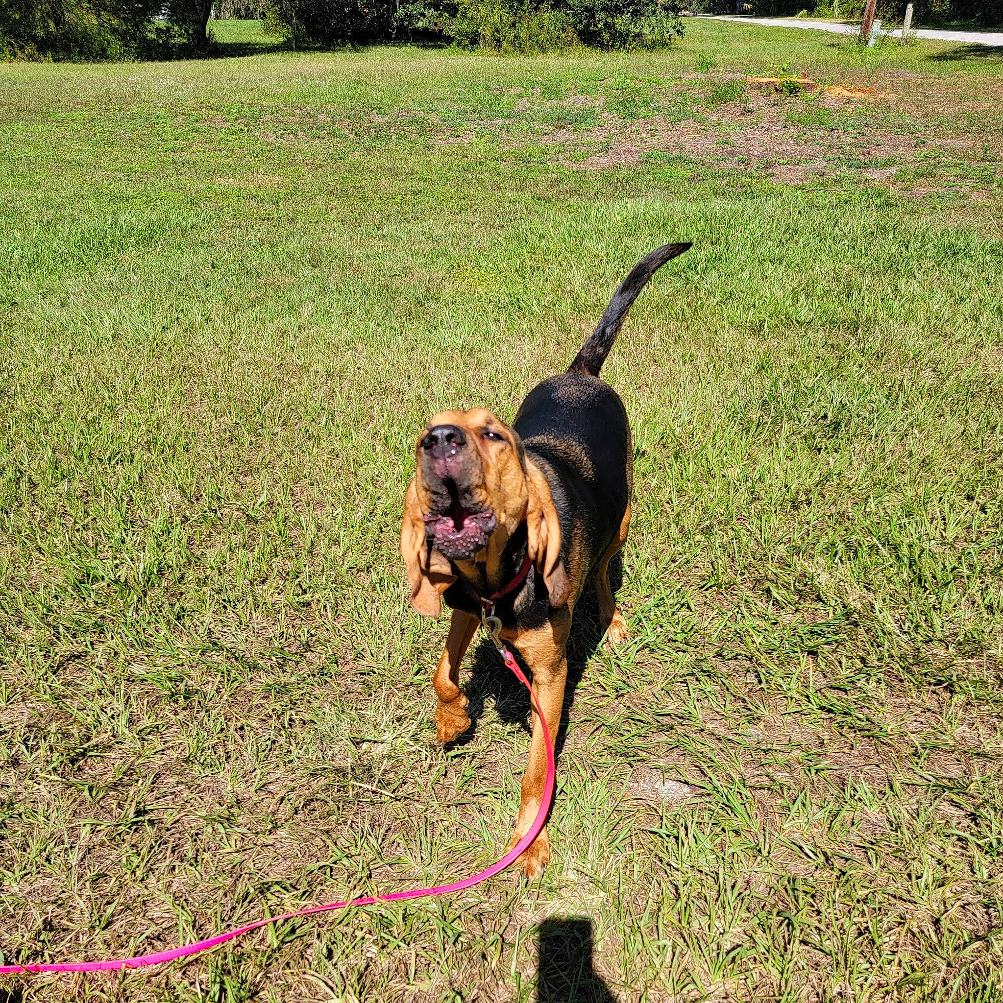 Hank joined the competition — help win amazing prizes! carnivore, collar, companion_dog, dog, dog_breed, dog_collar, fawn, garden_hose, grass, grass_family, grassland, hose, lawn, leash, pet_supply, plant, sporting_group, tail, tree, working_animal