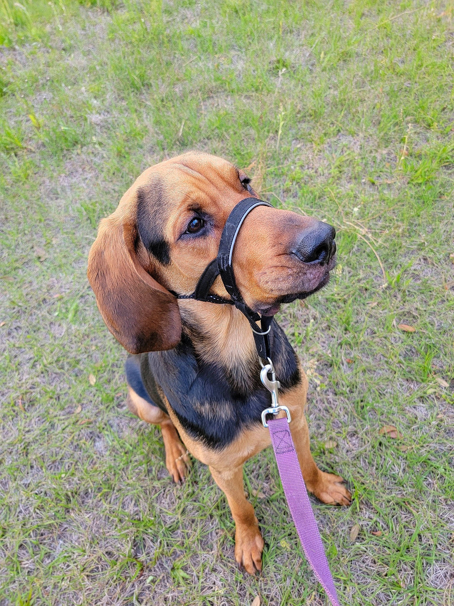 Hank joined the competition — help win amazing prizes! carnivore, collar, companion_dog, dog, dog_breed, dog_collar, dog_supply, fawn, grass, hound, hunting_dog, leash, liver, pet_supply, plant, scent_hound, sporting_group, working_animal, working_dog