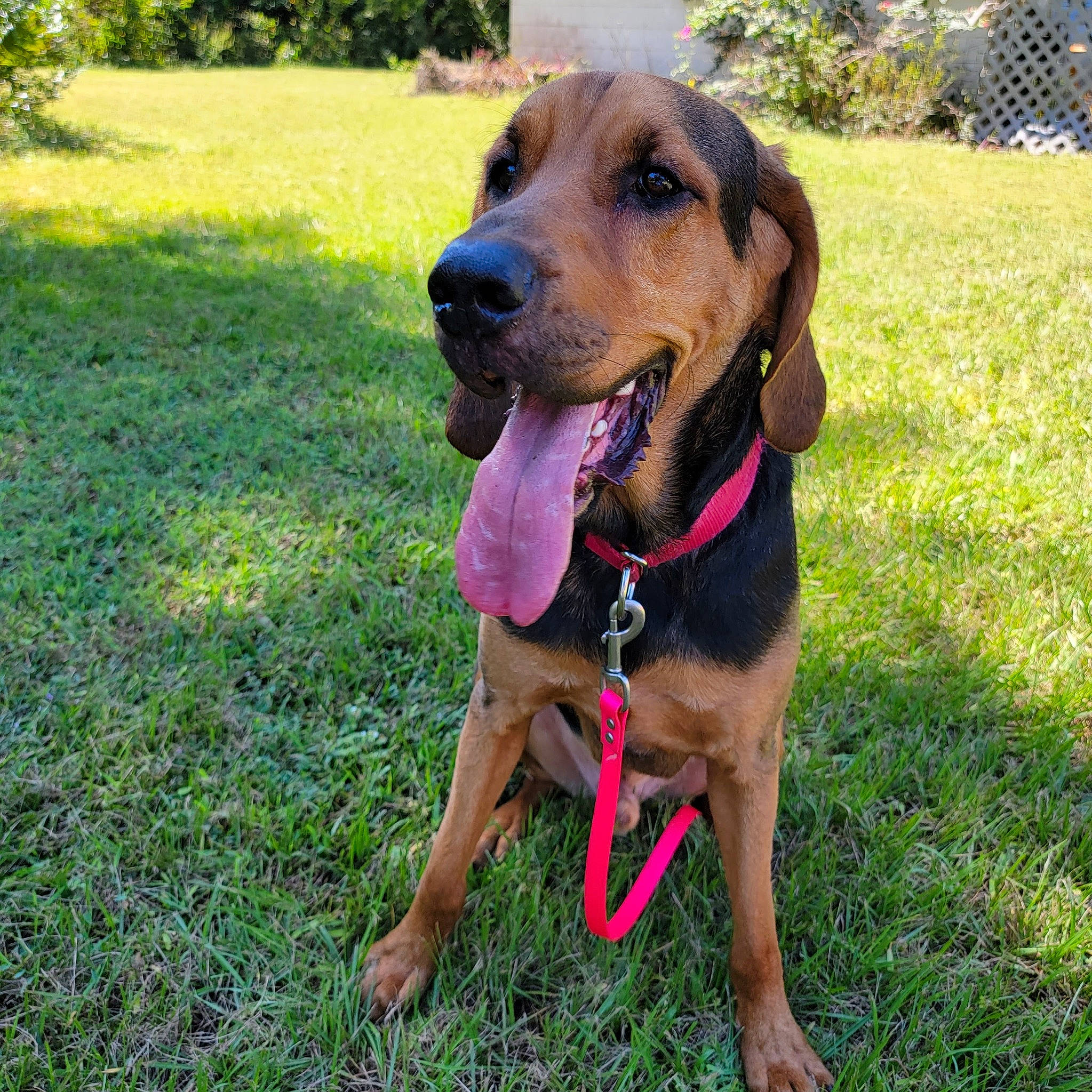 Hank is registered to the contest to win money with this photo: canidae, carnivore, collar, companion_dog, dog, dog_breed, dog_collar, dog_supply, fawn, grass, hound, leash, liver, plant, scent_hound, snout, sporting_group, tree, working_animal, working_dog