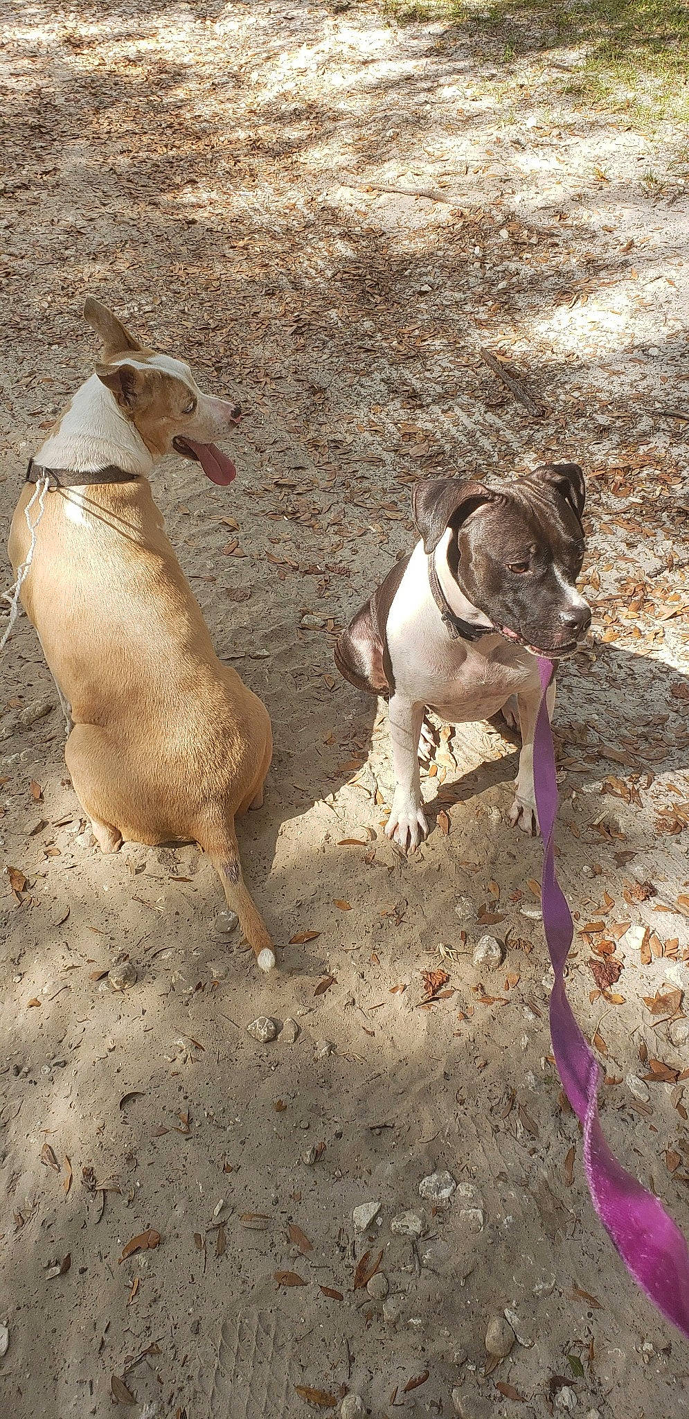 Bella Bear is registered to the contest to win money with this photo: bulldog, canidae, carnivore, collar, companion_dog, dog, dog_breed, dog_collar, dog_supply, fawn, leash, paw, pet_supply, rampur_greyhound, snout, soil, sporting_group, tail, terrestrial_animal, working_animal