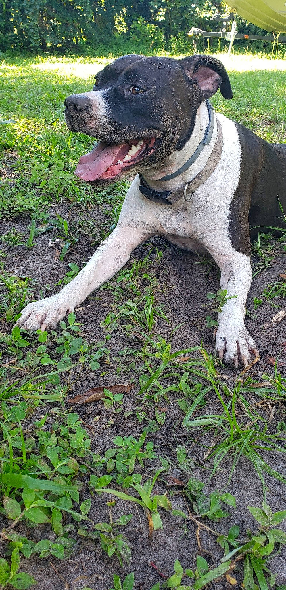 Bella Bear joined the competition — help win amazing prizes! borador, canidae, carnivore, collar, companion_dog, dog, dog_breed, dog_collar, dog_supply, fang, fawn, grass, groundcover, plant, soil, sporting_group, tail, whiskers, working_animal, working_dog