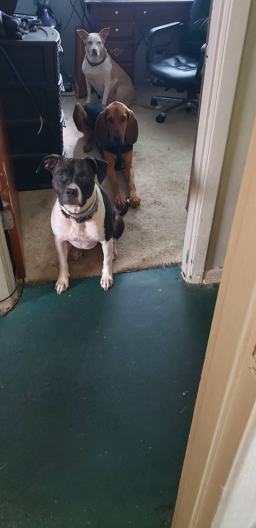 Bella Bear joined the competition — help win amazing prizes! boston_terrier, canidae, carnivore, collar, companion_dog, dog, dog_breed, dog_collar, door, fawn, flooring, hardwood, molosser, pet_supply, snout, sporting_group, toy_dog, vehicle_door, wood, working_animal