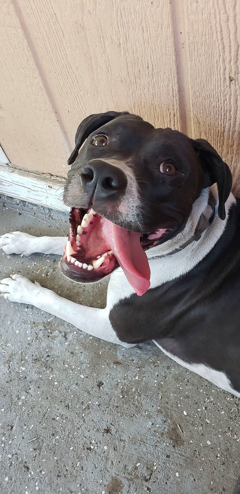 Bella Bear is registered to the contest to win money with this photo: borador, canidae, carnivore, collar, companion_dog, dog, dog_breed, dog_collar, fang, fawn, fur, jaw, leash, paw, pet_supply, road_surface, snout, sporting_group, whiskers, working_animal