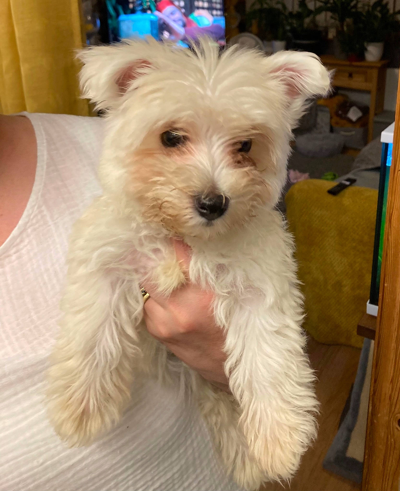 Zandi joined the competition — help win amazing prizes! biewer_terrier, canidae, carnivore, collar, companion_dog, dog, dog_breed, dog_collar, dog_supply, ear, fashion_accessory, fawn, fur, maltepoo, small_terrier, snout, sporting_group, terrier, toy_dog, working_animal