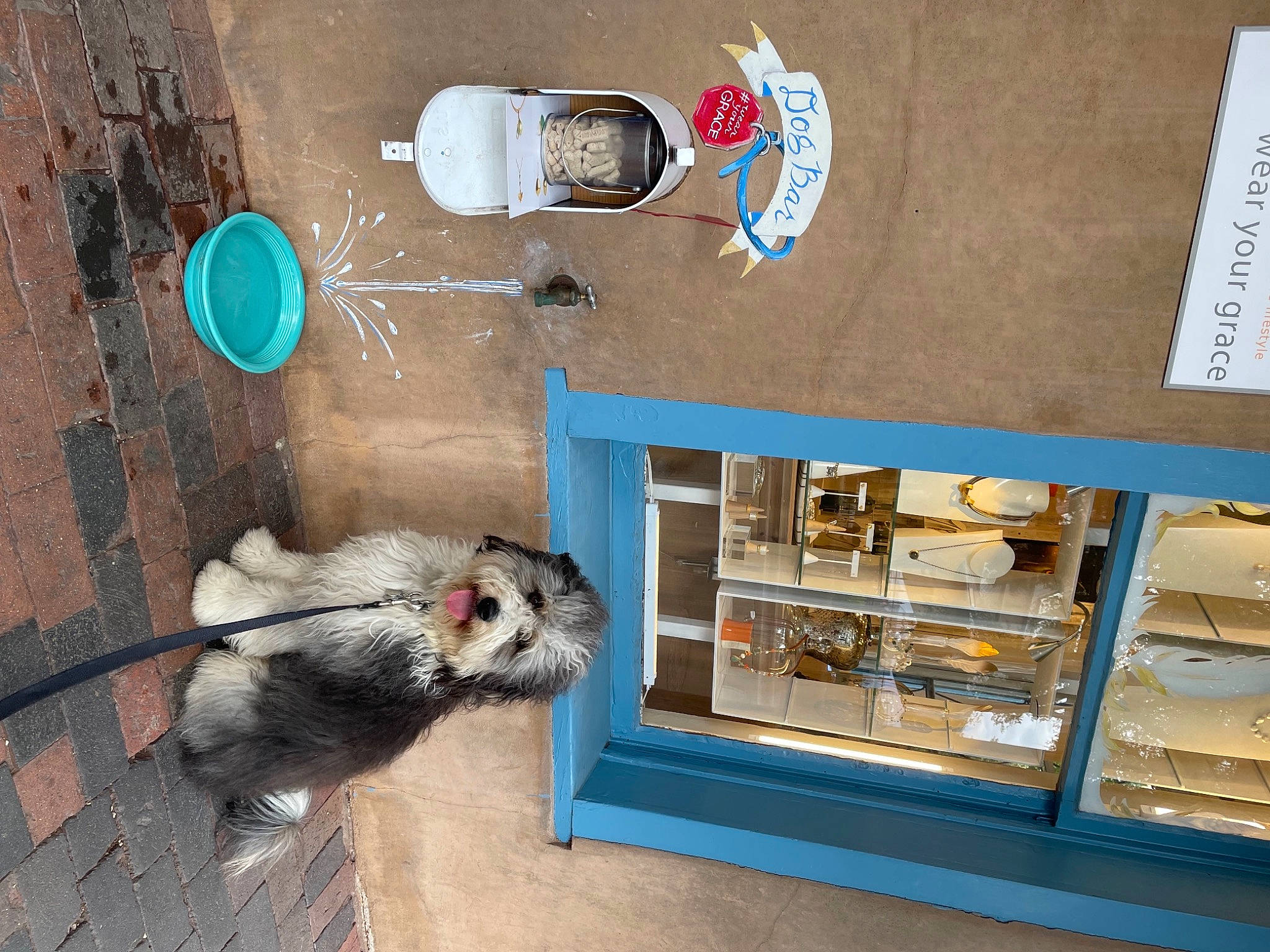 Oskar joined the competition — help win amazing prizes! art, beak, bottle, display_case, felidae, fur, gas, machine, room, shelf, shelving, small_to_medium_sized_cats, tail, whiskers, window, wood