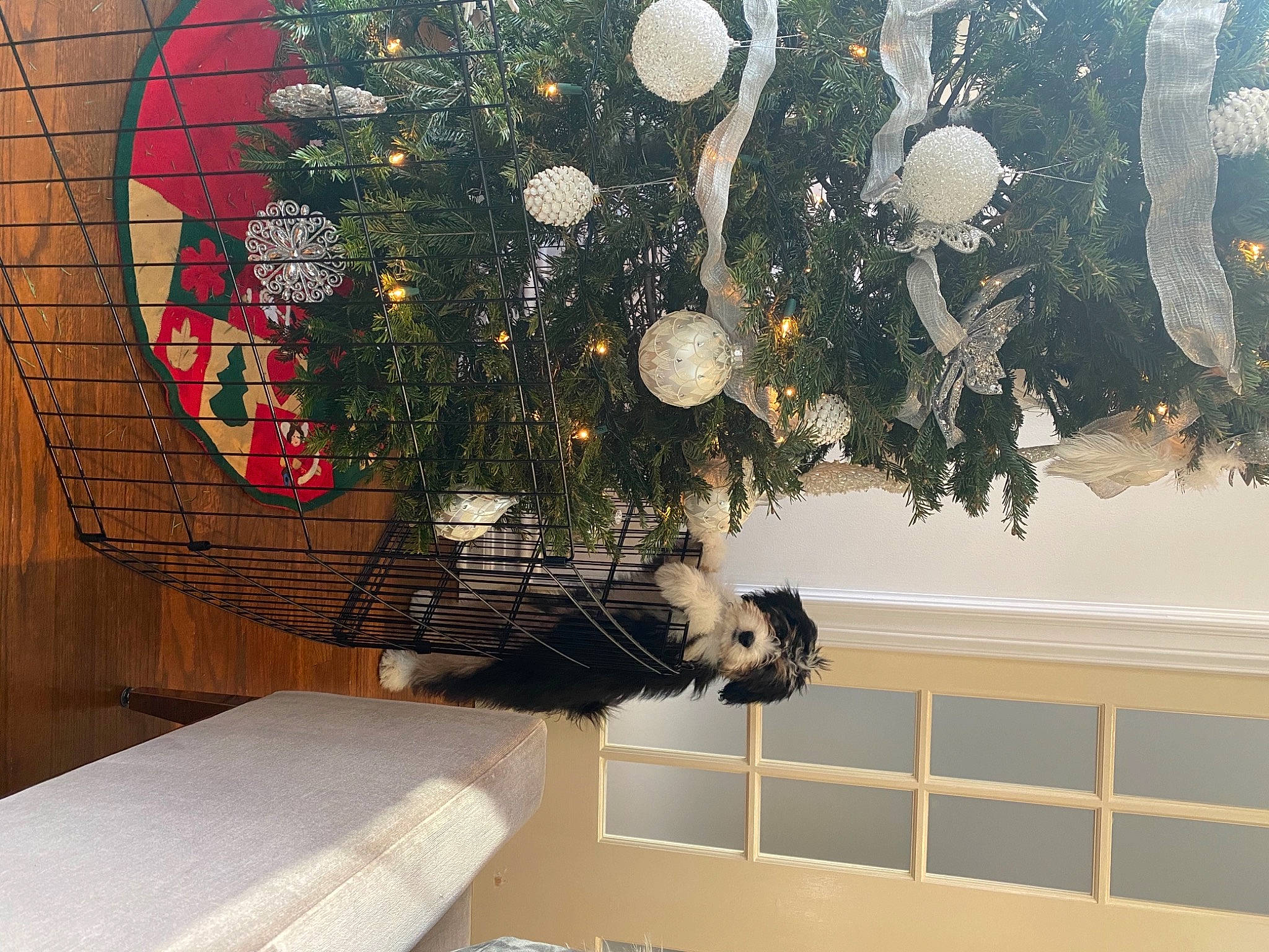 Oskar is registered to the contest to win money with this photo: branch, building, ceiling, christmas_decoration, christmas_ornament, christmas_tree, decoration, holiday_ornament, interior_design, light, line, living_room, ornament, plant, textile, tints_and_shades, tree, wall, window, wood