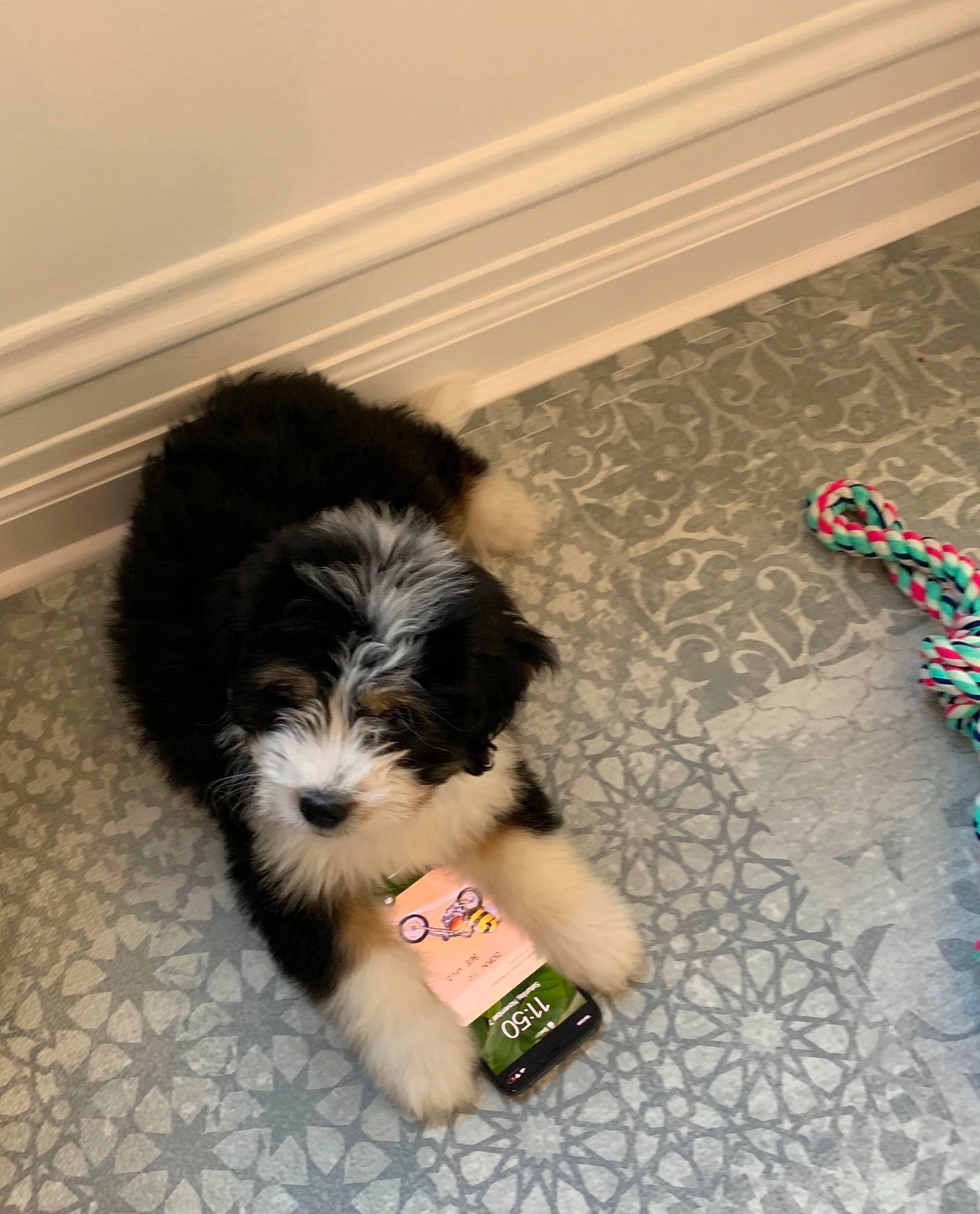 Oskar joined the competition — help win amazing prizes! canidae, carnivore, companion_dog, dog, dog_breed, dog_supply, flooring, fur, non_sporting_group, paw, pet_supply, puppy, small_terrier, snout, sporting_group, tail, terrier, toy_dog, working_dog, yorkipoo