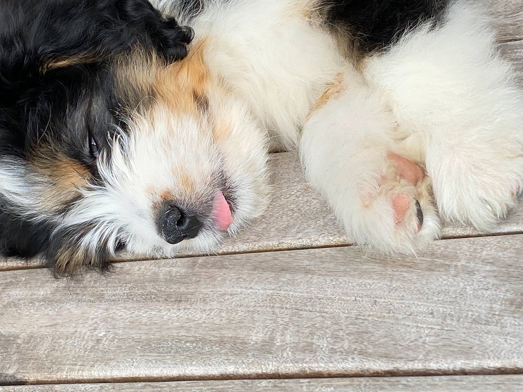 Oskar joined the competition — help win amazing prizes! canidae, carnivore, companion_dog, dog, dog_breed, eye, fawn, felidae, foot, fur, nap, paw, puppy_love, small_to_medium_sized_cats, snout, sporting_group, terrestrial_animal, terrier, toy_dog, whiskers