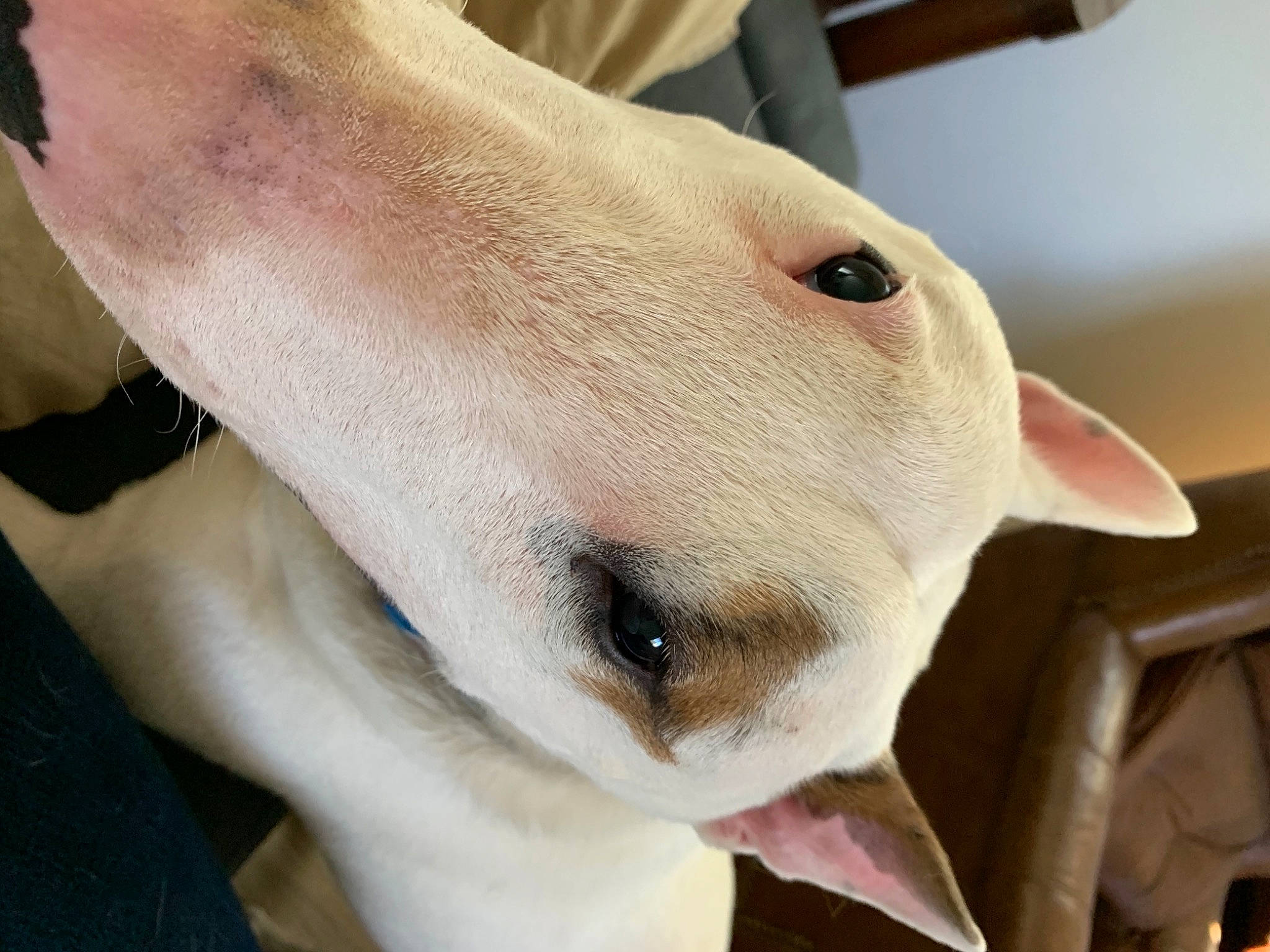 Milo joined the competition — help win amazing prizes! bull_and_terrier, bull_terrier, bull_terrier_miniature, canidae, carnivore, collar, companion_dog, dog, dog_breed, ear, english_white_terrier, fawn, non_sporting_group, old_english_terrier, snout, sporting_group, tail, terrestrial_animal, whiskers, working_animal