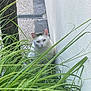 Mila a rejoint le concours — aidez-le/la à gagner de superbes lots ! cat, grass, greenery, outdoor, wall, wood, plant, pet, animal, nature, curious, hidden, feline, white_cat, ears, eyes, quiet, daylight, garden, narrow_space