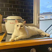 Mila participe au concours pour gagner de l'argent avec cette photo : cat, white_cat, kitchen, stove, appliance, moulinex, cookeo, black_tiles, window, star_stickers, wooden_countertop, relaxed, pet, indoor, home, feline, laying_down, domestic_cat, modern_kitchen, window_view