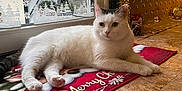 Mila participe au concours pour gagner de l'argent avec cette photo : cat, white_cat, black_patch, lying_down, red_mat, merry_christmas, holiday_decorations, christmas_lights, wreath, indoor, floor, window, festive, cozy, relaxed, pet, domestic_animal, cute, holiday_season, decor