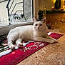 cat, white_cat, black_patch, lying_down, red_mat, merry_christmas, holiday_decorations, christmas_lights, wreath, indoor, floor, window, festive, cozy, relaxed, pet, domestic_animal, cute, holiday_season, decor