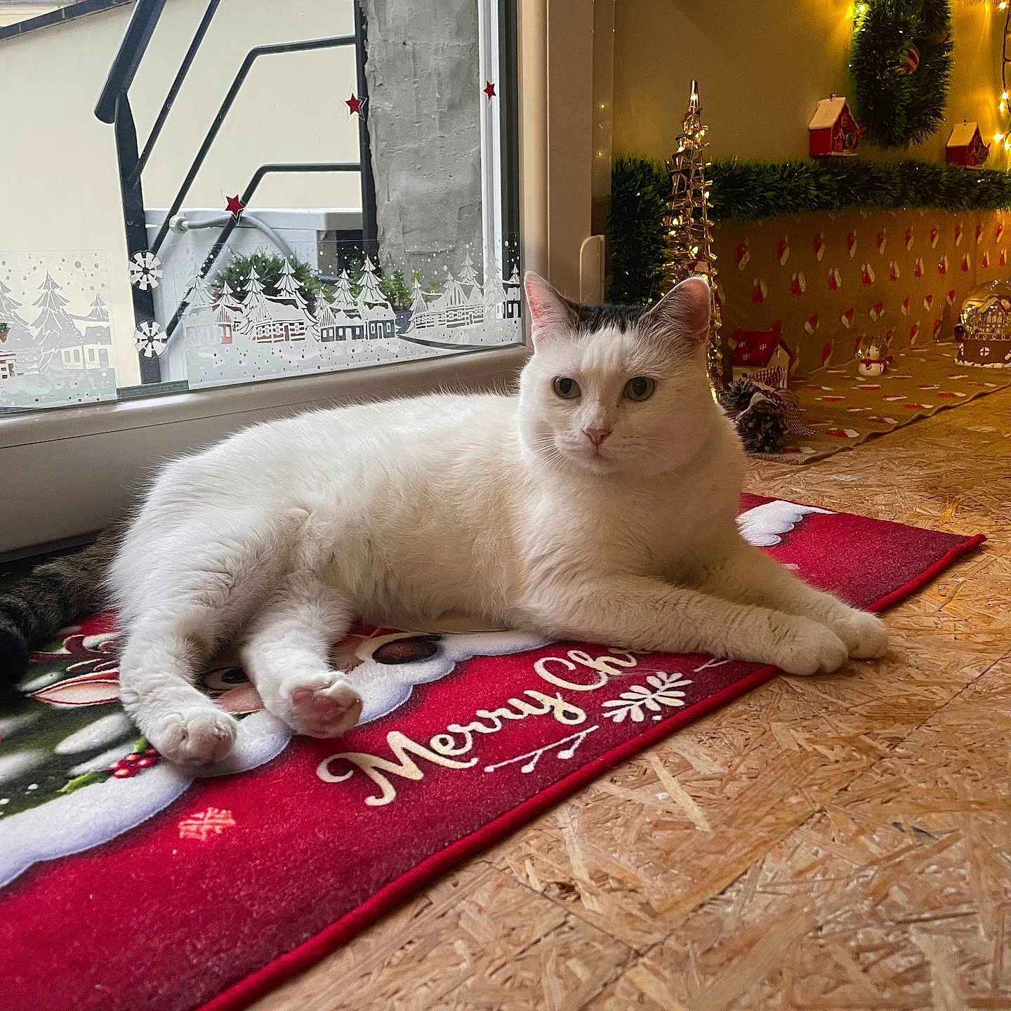 Mila participe au concours pour gagner de l'argent avec cette photo : black_patch, cat, christmas_lights, cozy, cute, decor, domestic_animal, festive, floor, holiday_decorations, holiday_season, indoor, lying_down, merry_christmas, pet, red_mat, relaxed, white_cat, window, wreath