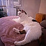Mila participe au concours pour gagner de l'argent avec cette photo : cat, white_cat, indoor, blanket, pink_blanket, couch, furniture, window, curtain, plant, wooden_block, relaxed, pet, fur, paw, tail, cozy, soft_light, home, resting