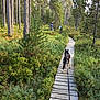 dog, leash, person, forest, trees, boardwalk, nature, greenery, hiking, outdoor, path, wood, canine, scenic, adventure, trail, walking, travel, summer, landscape