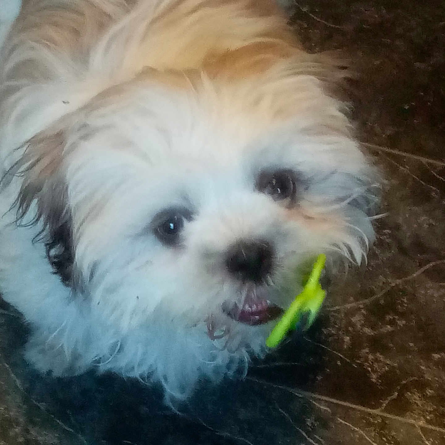 Willow joined the competition — help win amazing prizes! affenpinscher, animal, ball, bodypart, canine, cockerspaniel, dog, eskimodog, mouth, papillon, person, pet, poodle, puppy, sport, teeth, tennis, tennisball, terrier, whitedog