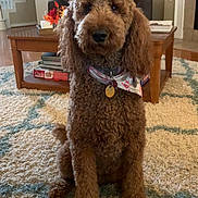 Frodo is registered to the contest to win money with this photo: alert, bandana, brown_fur, coffee_table, collar, curly_fur, dog, dog_tag, fireplace, front_facing, home_decor, indoors, living_room, pet, poodle_mix, portrait, rug, sitting, sofa, staircase