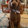 alert, bandana, brown_fur, coffee_table, collar, curly_fur, dog, dog_tag, fireplace, front_facing, home_decor, indoors, living_room, pet, poodle_mix, portrait, rug, sitting, sofa, staircase