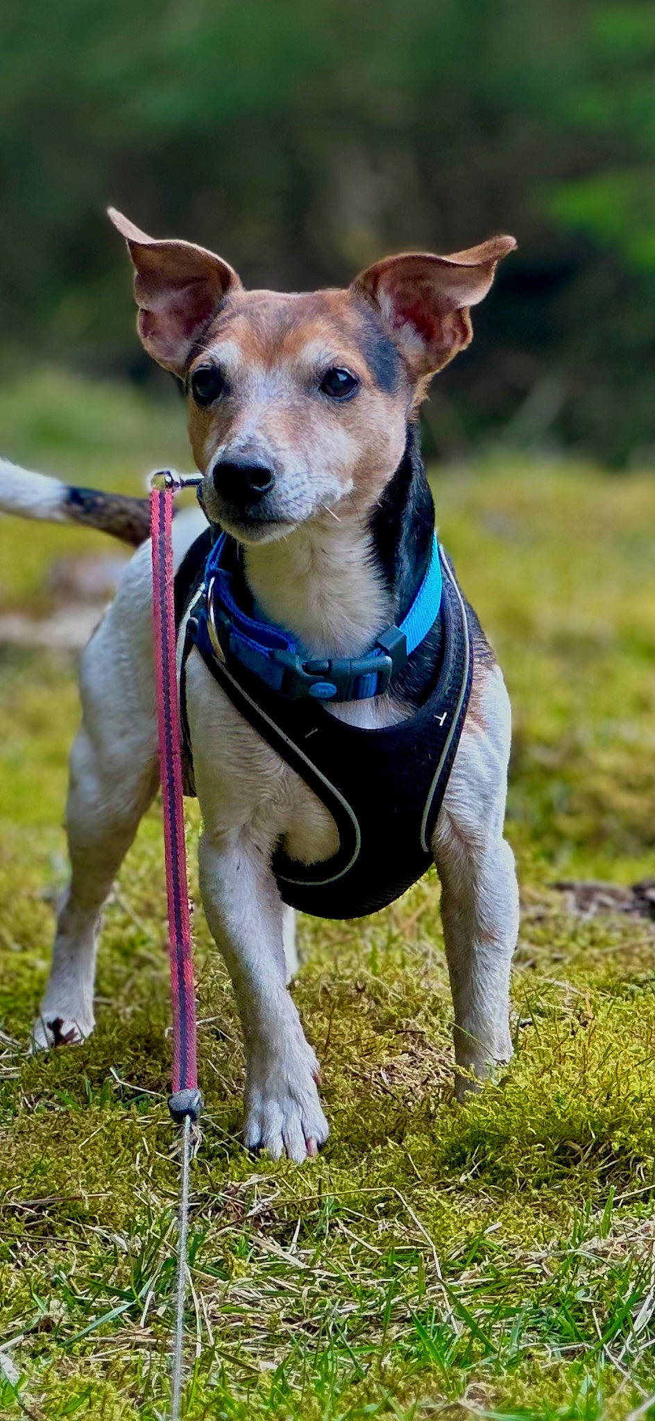 Marley is registered to the contest to win money with this photo: adventure, carnivore, collar, companion_dog, dog, dog_breed, dog_clothes, dog_collar, dog_supply, fashion_accessory, fawn, grass, leash, pet_supply, plant, snout, sporting_group, terrier, toy_dog, whiskers