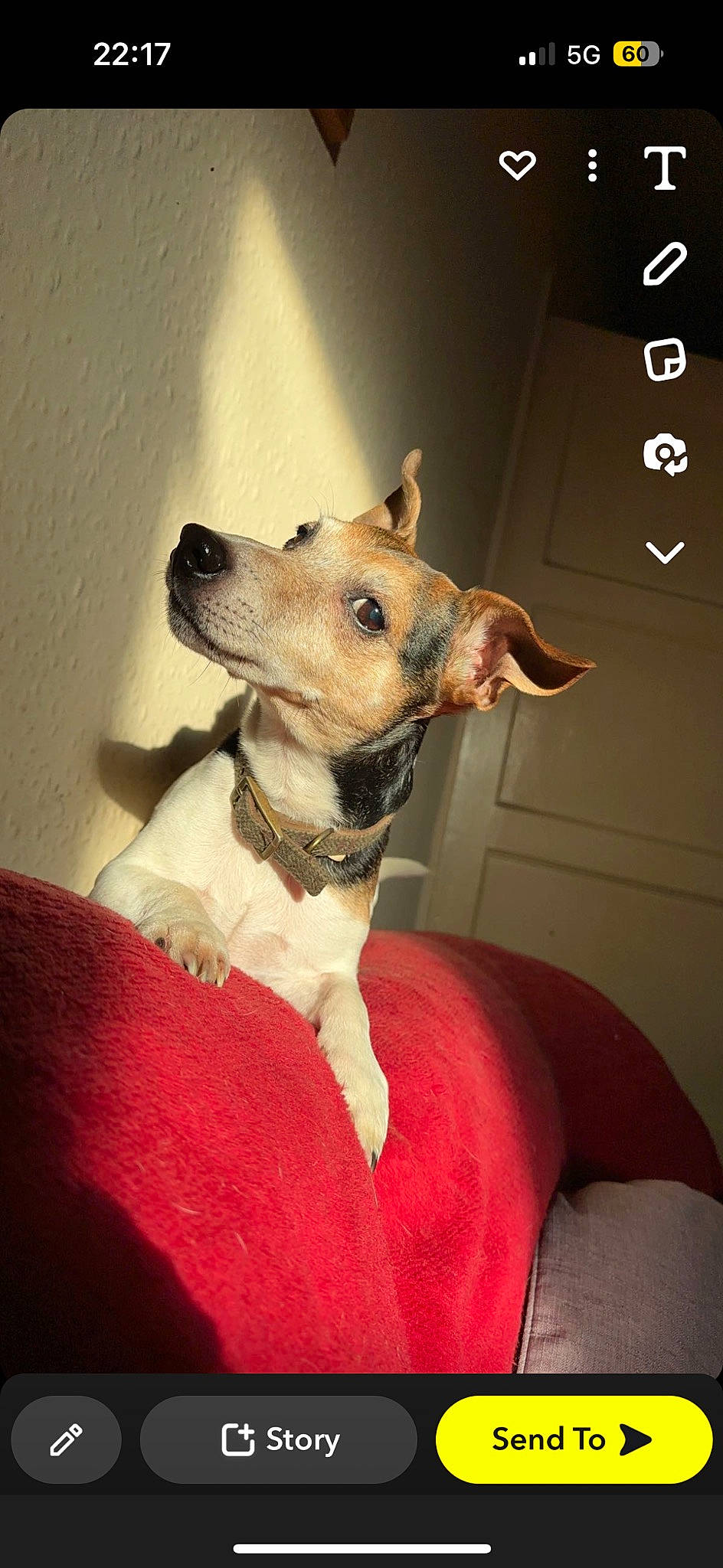 Marley is registered to the contest to win money with this photo: canidae, carnivore, collar, companion_dog, dog, dog_breed, dog_clothes, dog_collar, dog_supply, ear, fawn, fur, guard_dog, paw, snout, sporting_group, terrier, toy_dog, whiskers, working_animal