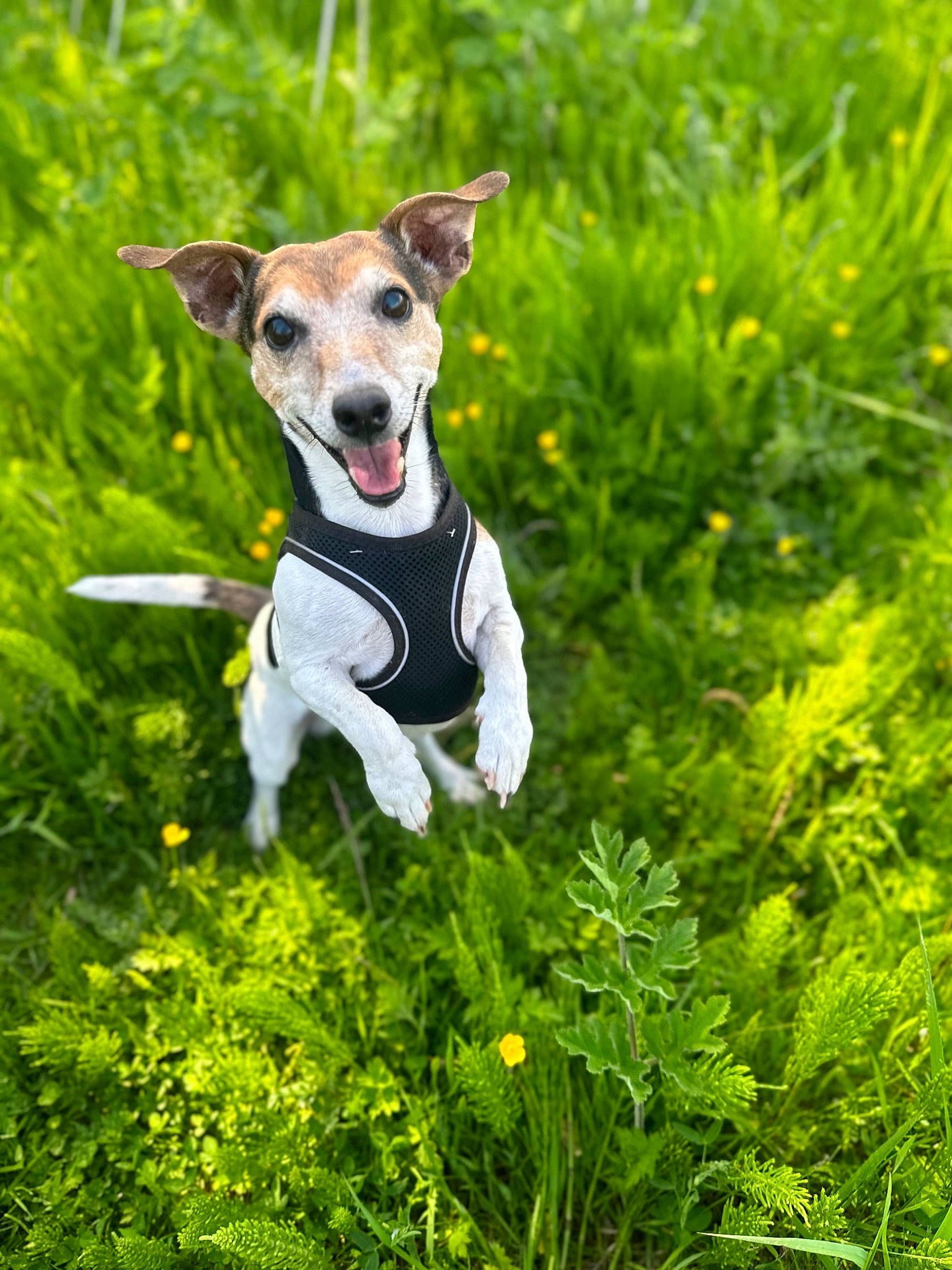 Marley joined the competition — help win amazing prizes! adventure, canidae, carnivore, collar, companion_dog, dog, dog_breed, dog_collar, dog_supply, fawn, grass, grassland, groundcover, people_in_nature, plant, sporting_group, terrestrial_animal, terrestrial_plant, terrier, wildflower