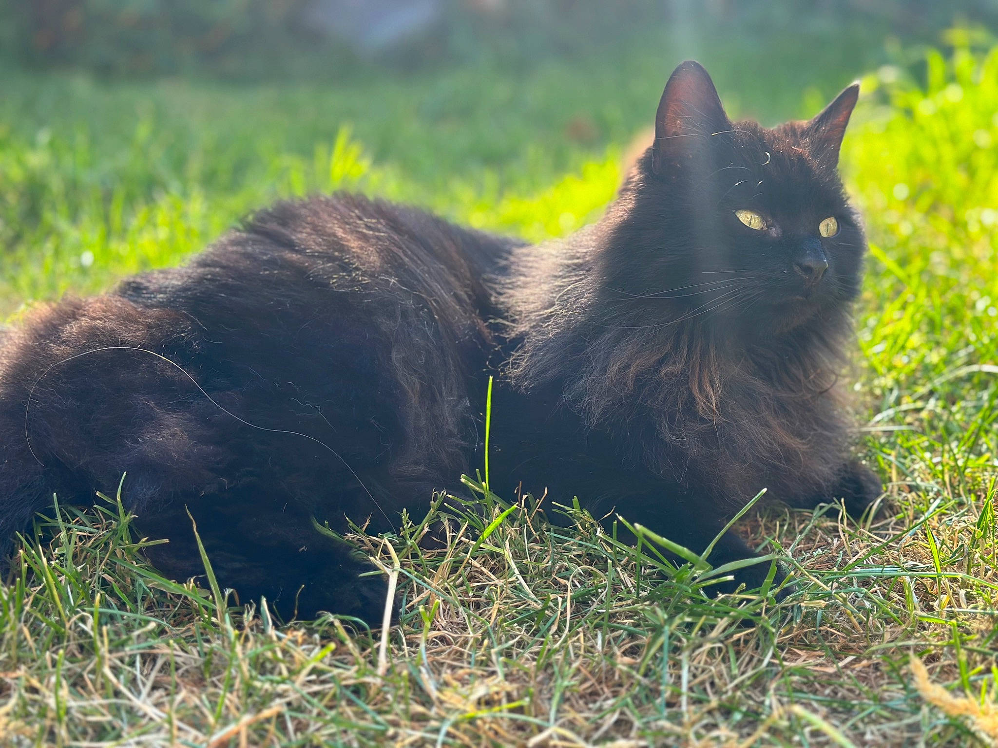 Fuzzy joined the competition — help win amazing prizes! black_cat, carnivore, cat, domestic_short_haired_cat, felidae, fur, grass, grassland, plant, shadow, small_to_medium_sized_cats, snout, tail, terrestrial_animal, whiskers, wildlife