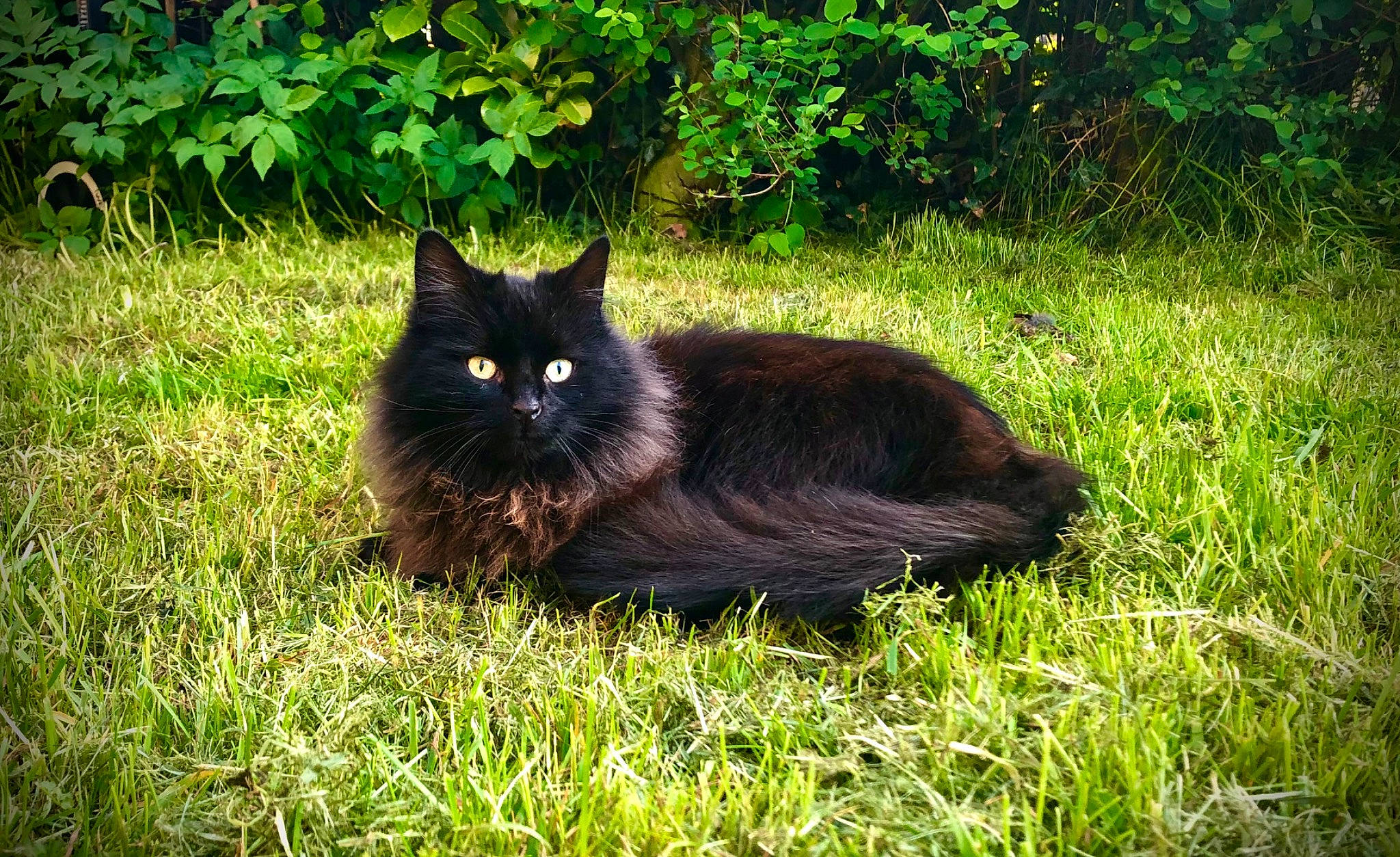 Fuzzy joined the competition — help win amazing prizes! black_cat, bombay, carnivore, cat, domestic_short_haired_cat, felidae, fur, garden, grass, groundcover, plant, shrub, sitting, small_to_medium_sized_cats, snout, tail, terrestrial_animal, tree, whiskers