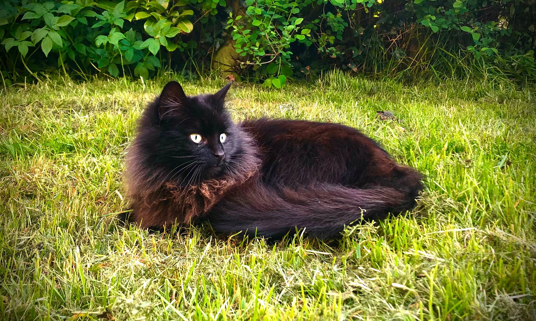 Fuzzy joined the competition — help win amazing prizes! black_cat, bombay, carnivore, cat, domestic_short_haired_cat, felidae, fur, grass, grassland, groundcover, plant, shrub, sitting, small_to_medium_sized_cats, tail, terrestrial_animal, tree, whiskers