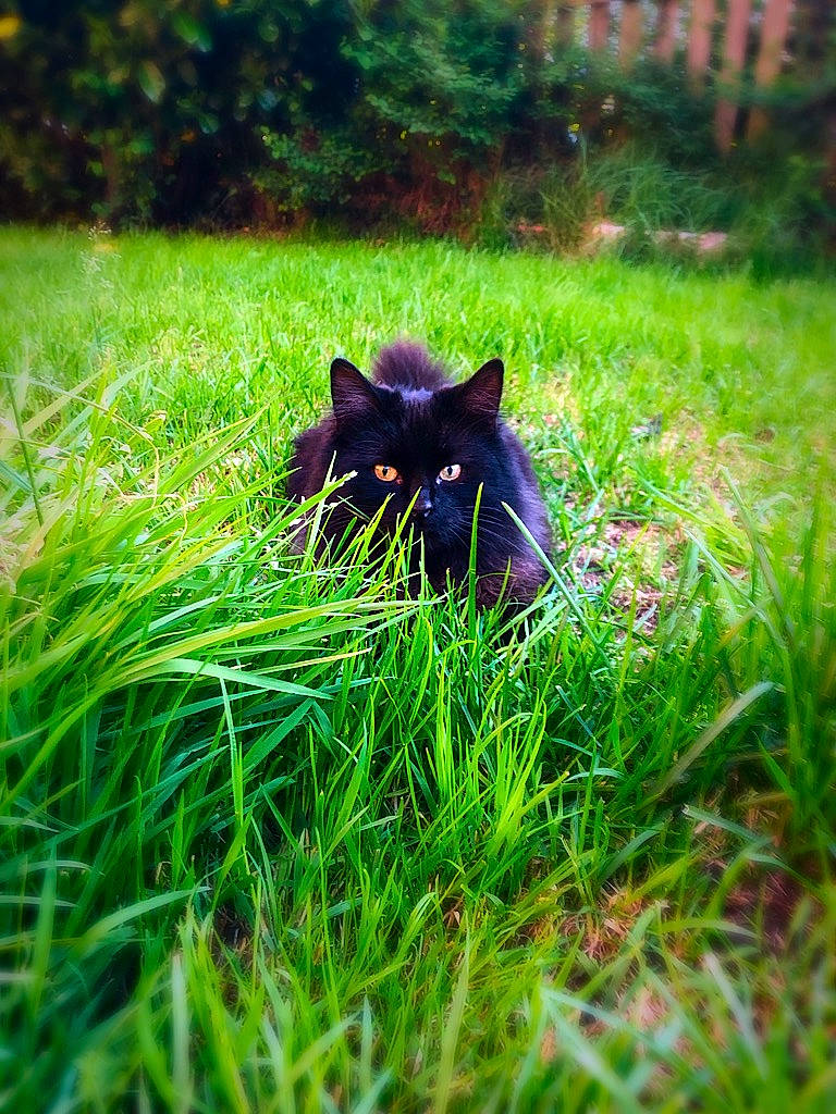 Fuzzy joined the competition — help win amazing prizes! bombay, carnivore, cat, electric_blue, felidae, grass, grass_family, grassland, groundcover, meadow, natural_landscape, plant, small_to_medium_sized_cats, snout, sunlight, tail, terrestrial_animal, terrestrial_plant, tree, whiskers