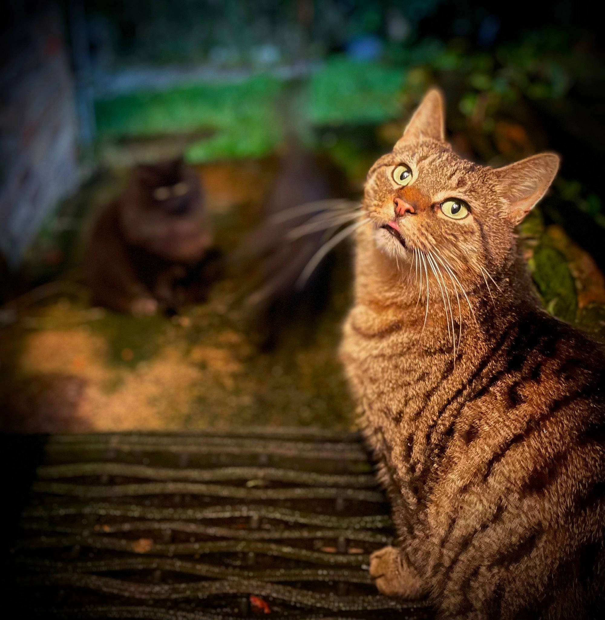 Archie joined the competition — help win amazing prizes! carnivore, cat, claw, darkness, domestic_short_haired_cat, fawn, felidae, fur, grass, night, paw, sitting, small_to_medium_sized_cats, tail, terrestrial_animal, whiskers, wildlife, wood