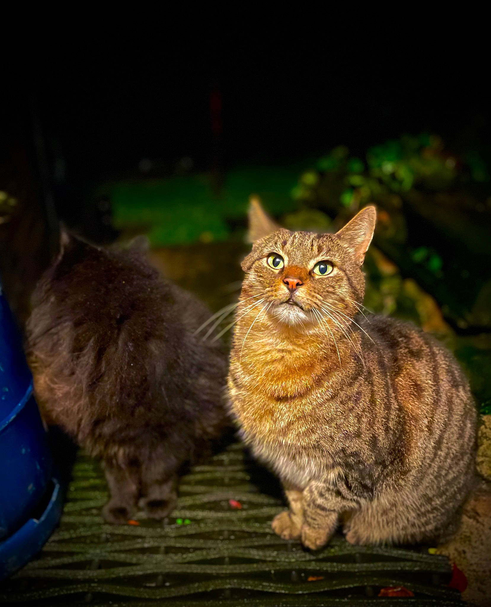 Archie is registered to the contest to win money with this photo: carnivore, cat, claw, darkness, domestic_short_haired_cat, electric_blue, fawn, felidae, fur, grass, paw, sitting, small_to_medium_sized_cats, snout, tail, terrestrial_animal, tree, whiskers, wildlife, wood