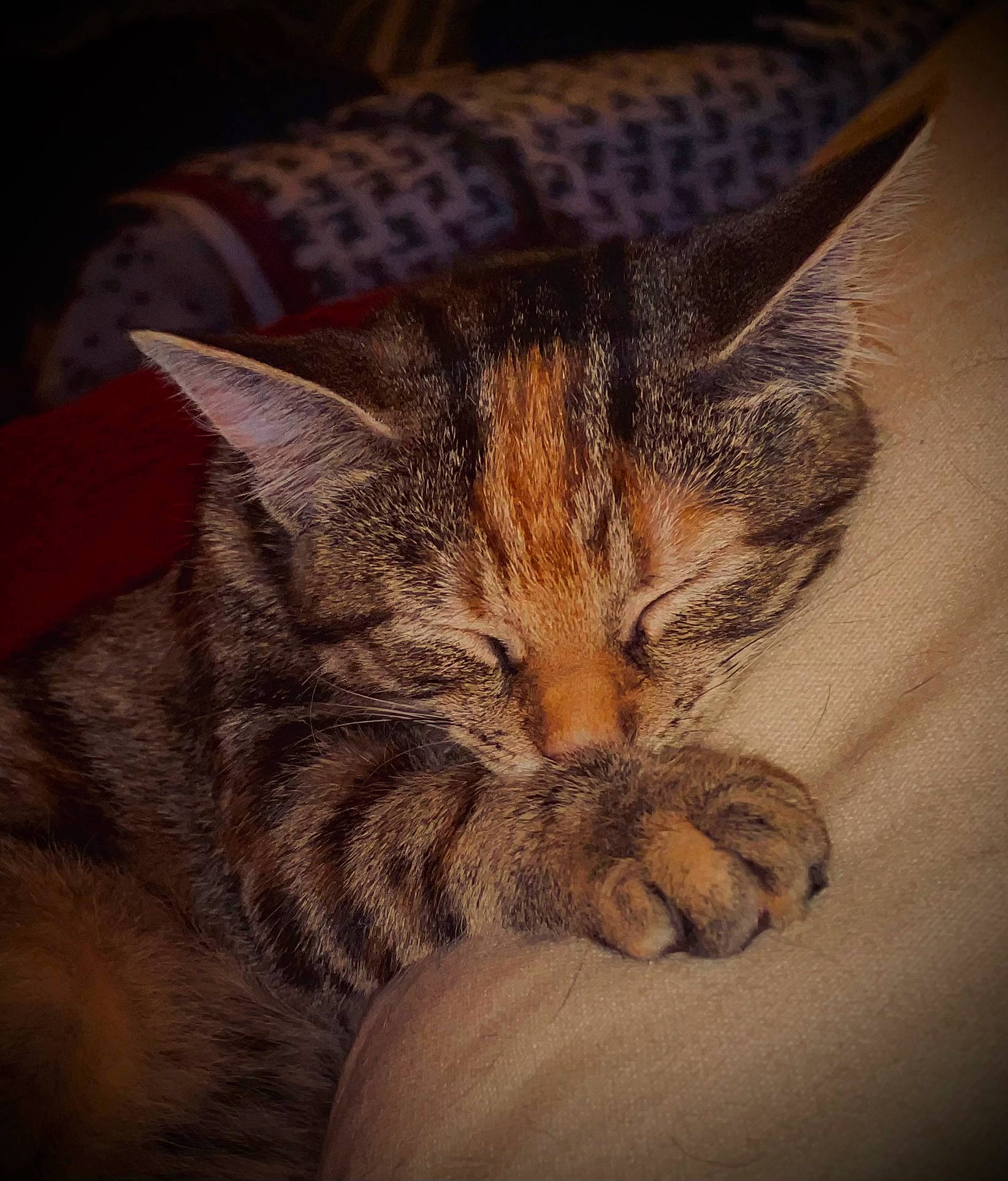 Elsa is registered to the contest to win money with this photo: carnivore, cat, claw, cloud, comfort, darkness, domestic_short_haired_cat, eye, fawn, felidae, fur, nap, paw, sky, small_to_medium_sized_cats, snout, tail, terrestrial_animal, whiskers, wildlife