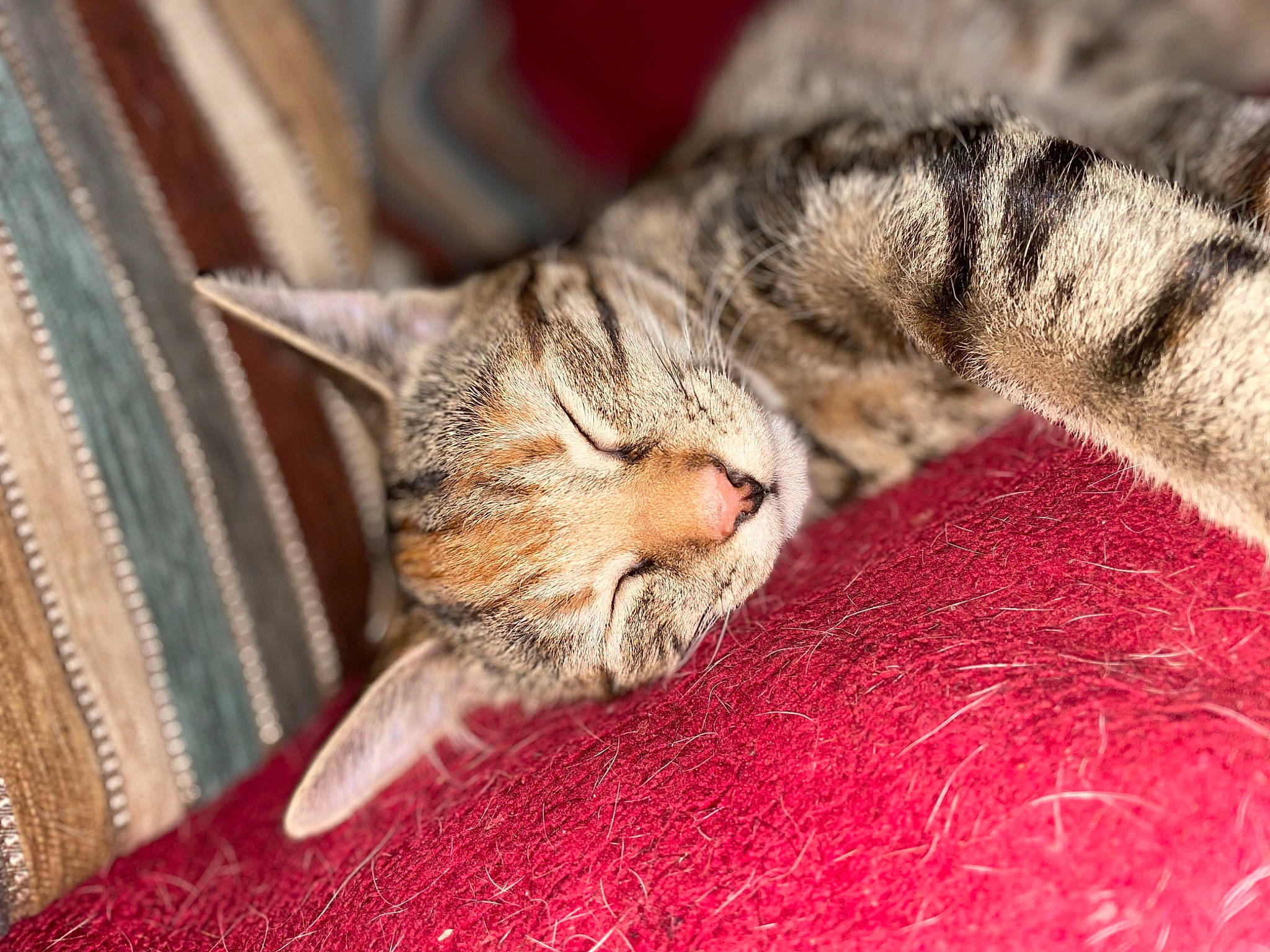 Elsa joined the competition — help win amazing prizes! carnivore, cat, claw, close_up, comfort, domestic_short_haired_cat, fawn, felidae, fur, linens, nap, pattern, paw, small_to_medium_sized_cats, snout, tail, terrestrial_animal, textile, whiskers, wood