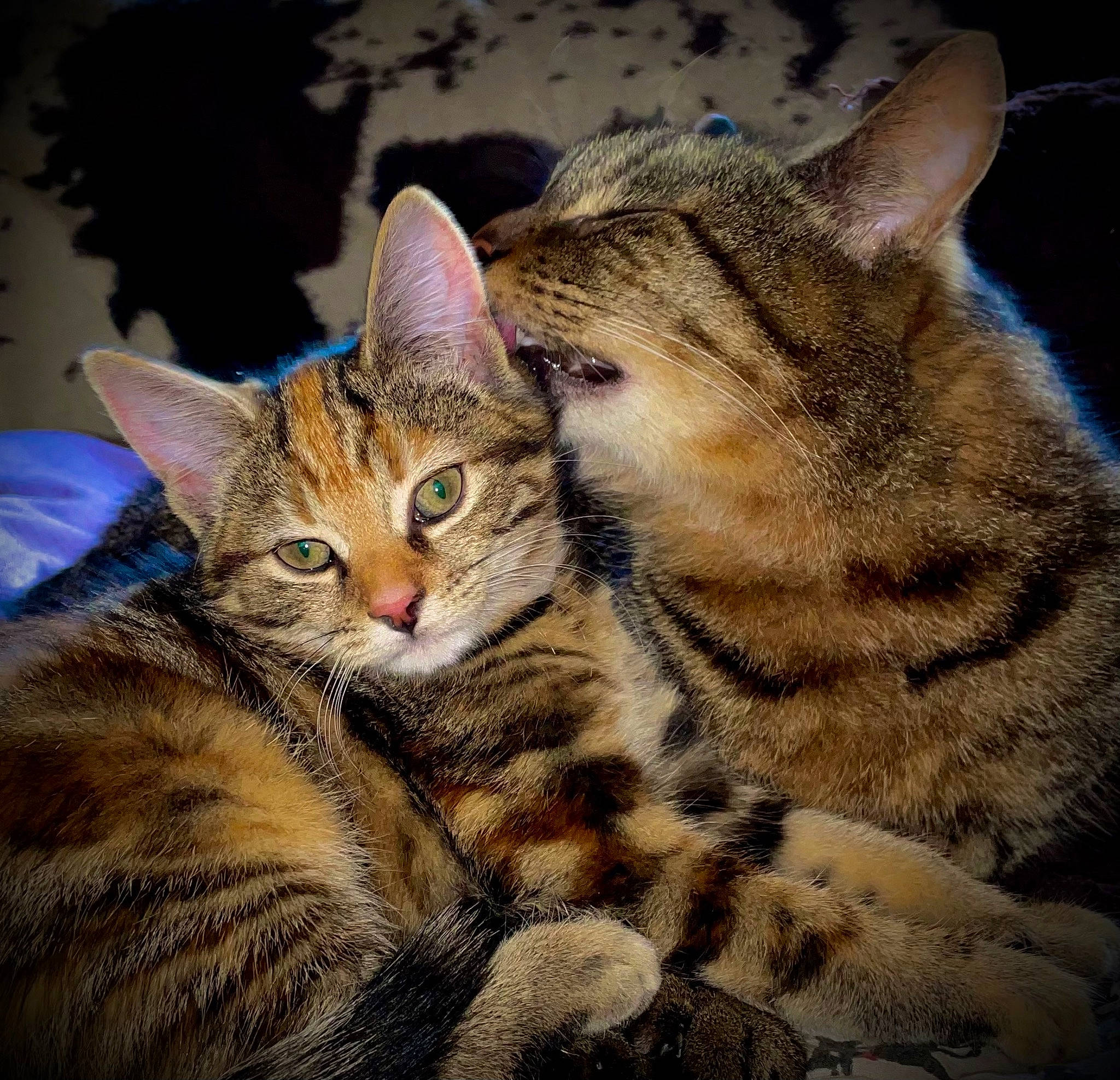 Elsa is registered to the contest to win money with this photo: carnivore, cat, domestic_short_haired_cat, event, eye, felidae, fur, grass, paw, small_to_medium_sized_cats, snout, terrestrial_animal, whiskers, wildlife