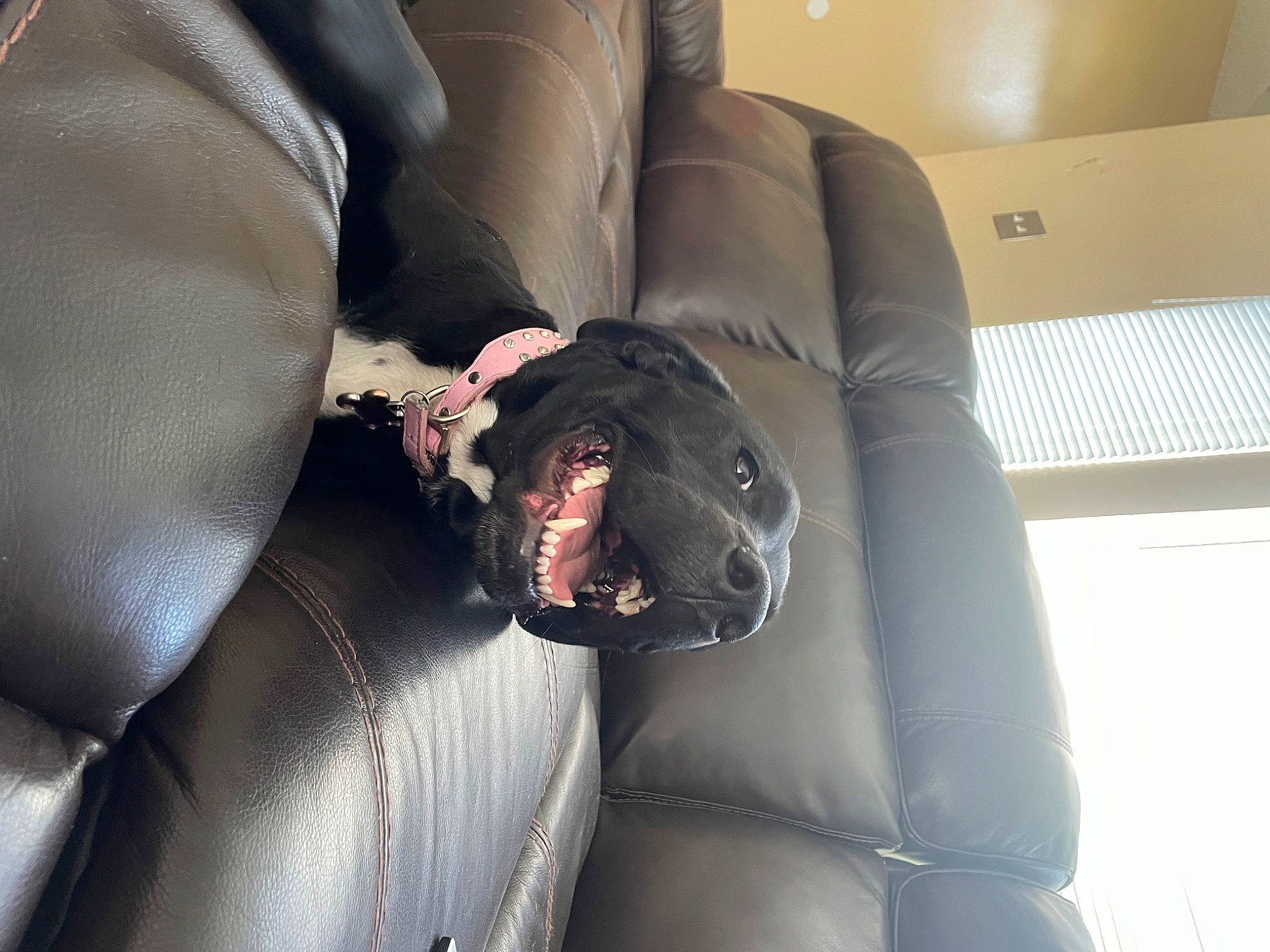 Nereus joined the competition — help win amazing prizes! auto_part, automotive_design, car_seat, car_seat_cover, carmine, carnivore, comfort, family_car, head_restraint, human_leg, leather, luxury_vehicle, sitting, sleeve, steering_part, steering_wheel, thigh, vehicle, window