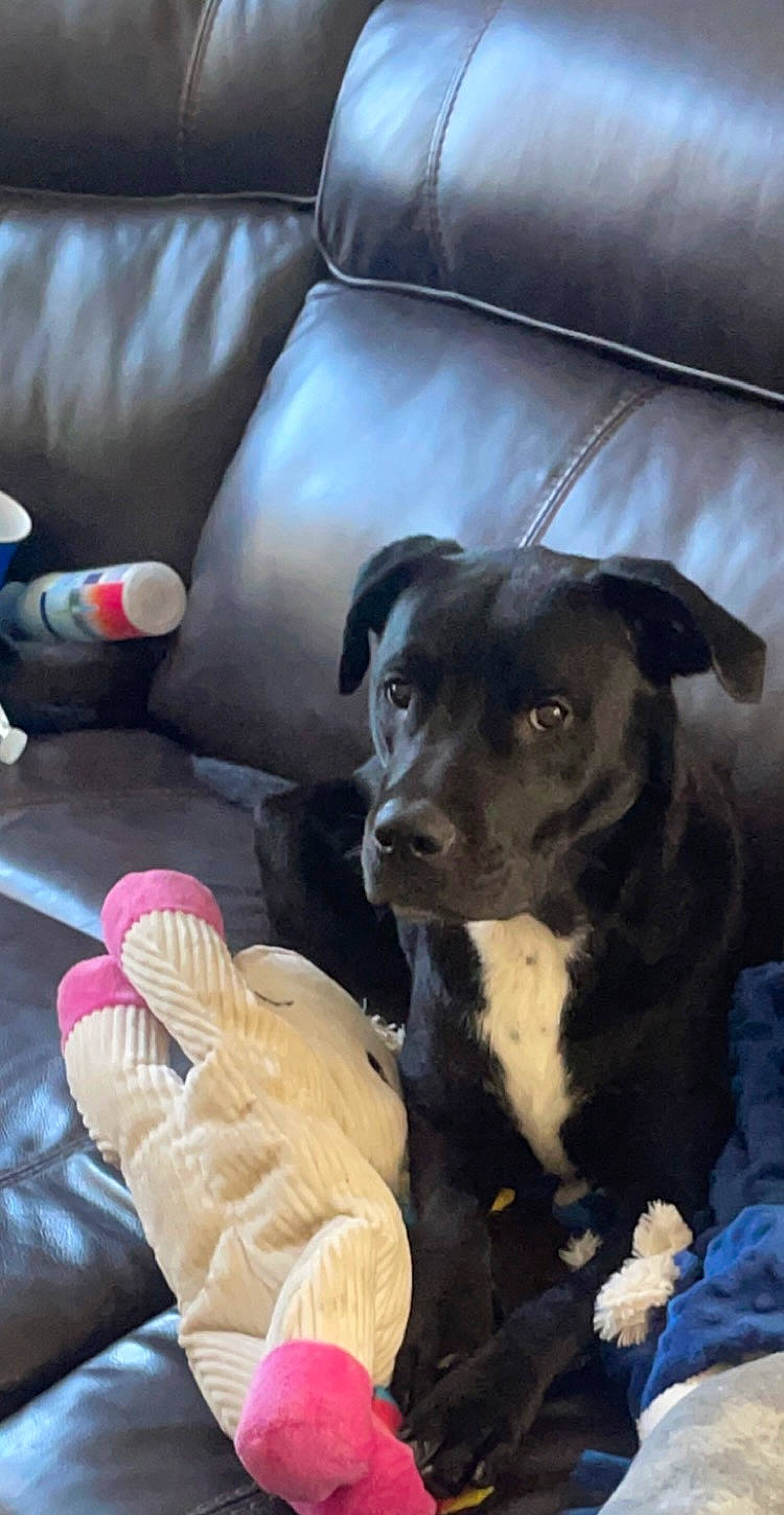 Nereus joined the competition — help win amazing prizes! blue, canidae, car_seat, carnivore, chair, comfort, companion_dog, couch, dog, dog_breed, flooring, fur, human_leg, living_room, sporting_group, stuffed_toy, toy, toy_dog, whiskers, working_animal