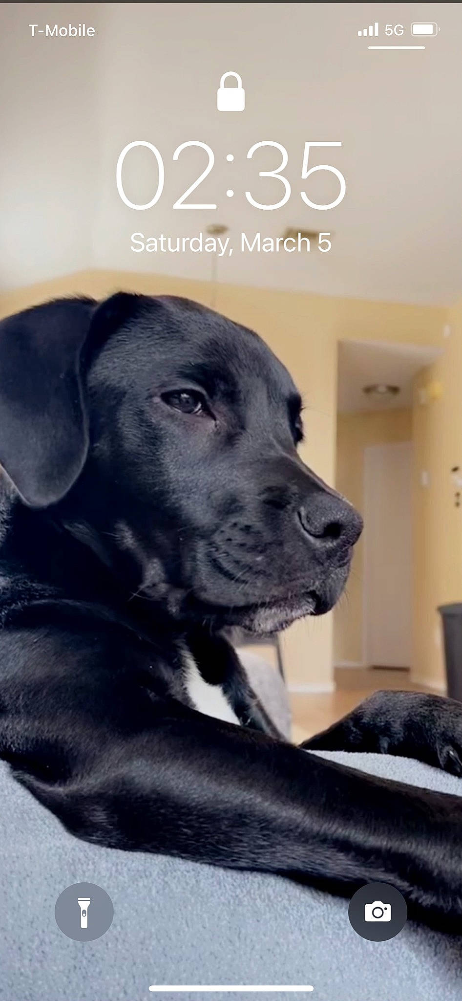 Nereus is registered to the contest to win money with this photo: borador, canidae, carnivore, collar, companion_dog, dog, dog_breed, dog_collar, door, font, fur, gun_dog, handwriting, hat, retriever, snout, sporting_group, terrestrial_animal, whiskers, working_animal