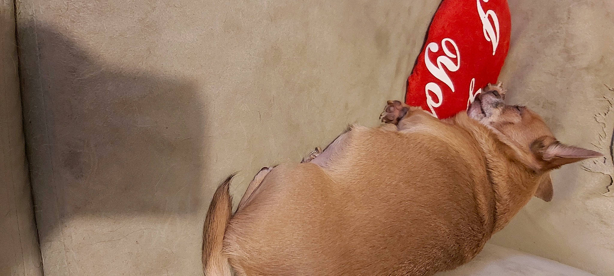 Juna a rejoint le concours — aidez-le/la à gagner de superbes lots ! carbonated_soft_drinks, carmine, carnivore, cola, comfort, companion_dog, dog, dog_breed, elbow, fawn, foot, fur, human_leg, knee, leg, liver, peach, soft_drink, thigh, whiskers