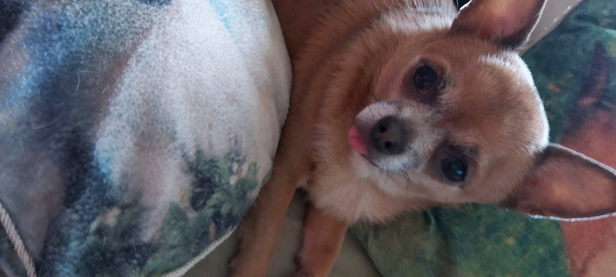 Juna a rejoint le concours — aidez-le/la à gagner de superbes lots ! canidae, carnivore, companion_dog, corgi_chihuahua, dog, dog_breed, fawn, fur, liver, non_sporting_group, snout, terrestrial_animal, tibetan_spaniel, toy_dog, whiskers, working_animal