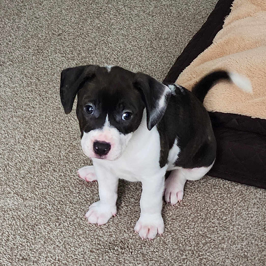 Apollo is registered to the contest to win money with this photo: adorable, animal, bed, black_and_white, carpet, companion, cozy, cute, dog, domestic, friendly, fur, indoor, looking_up, pet, puppy, sitting, small, tail, young