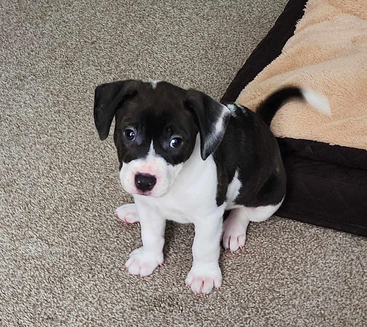 Apollo is registered to the contest to win money with this photo: puppy, dog, pet, cute, carpet, indoor, small, black_and_white, tail, bed, cozy, animal, domestic, fur, young, looking_up, sitting, adorable, companion, friendly
