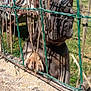Arley participe au concours pour gagner de l'argent avec cette photo : dog, fence, paw, concrete_wall, shadow, sunlight, garden, grass, table, umbrella, outdoor, pet, animal, curious, ears, snout, daylight, nature, wood, wire