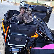 Arley participe au concours pour gagner de l'argent avec cette photo : french_bulldog, dog, pet, motorcycle, carrier, leash, outdoor, park, trees, fence, person, hand, black, orange, pink, jacket, road, sunlight, daytime, vehicle